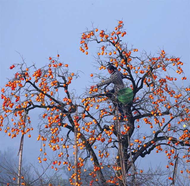 江西婺源十一旅游攻略,十一月婺源详细攻略