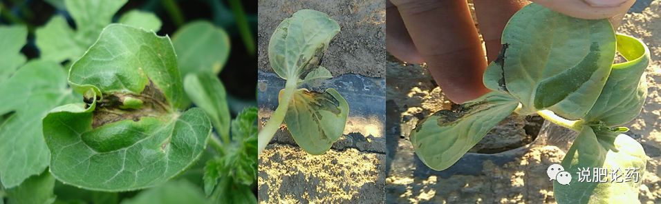 西瓜细菌性果腐病,西瓜细菌性果斑病特效药