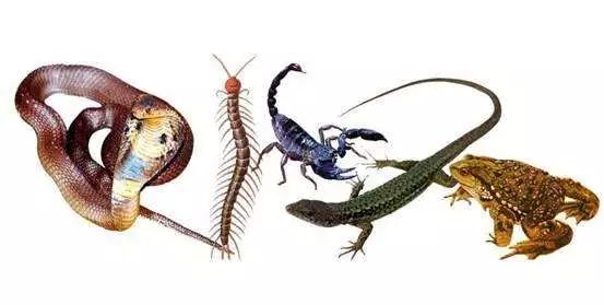 蝎子烟,蝎子烟有什么危害