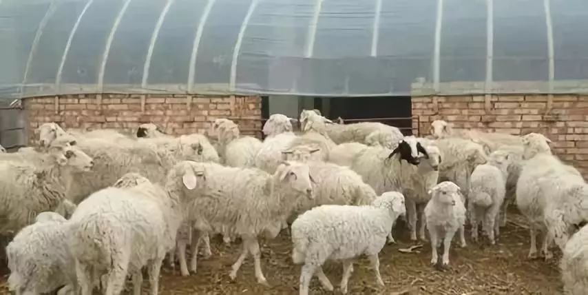 羊小反刍兽疫如何处理,小反刍兽疫防控知识手册