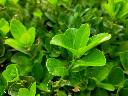 oppoa11x体验游戏咋样,oppoa11x现在还建议购买吗