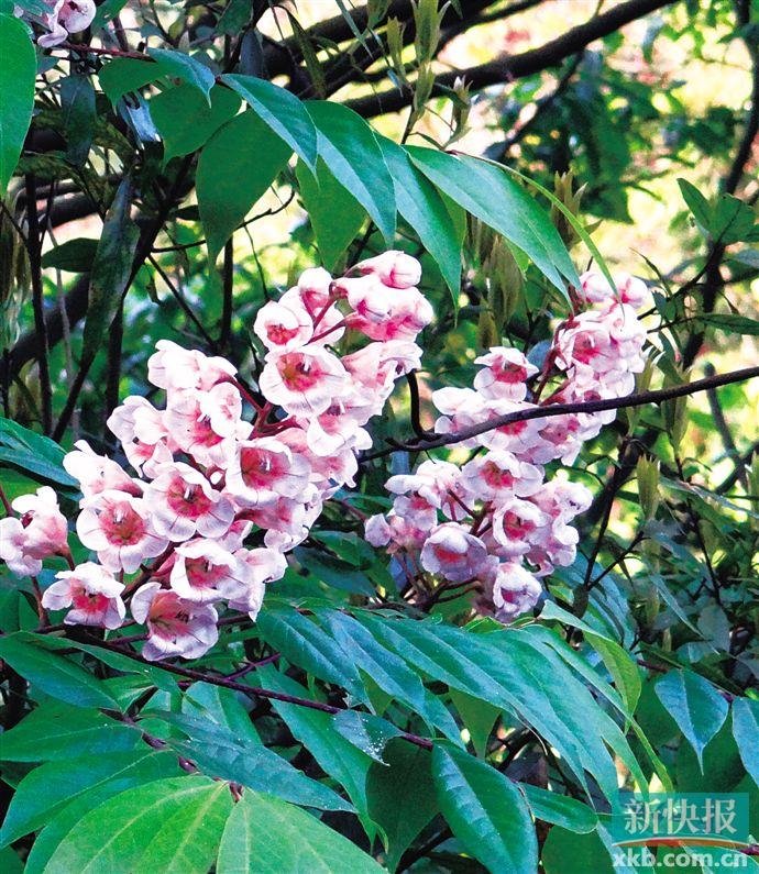 动植物的天堂有哪些,如果植物有超凡能力