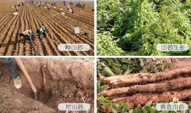 闪购|秋季滋补哪家强？当令食材之铁棍山药、板栗南瓜可以有