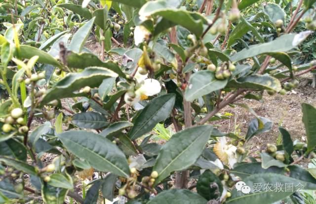 茶树开花太多怎么处理,茶树开花什么原因