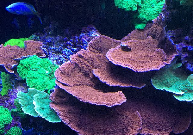 sps哪家更实用,sps怎么操作