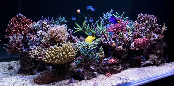 sps哪家更实用,sps怎么操作