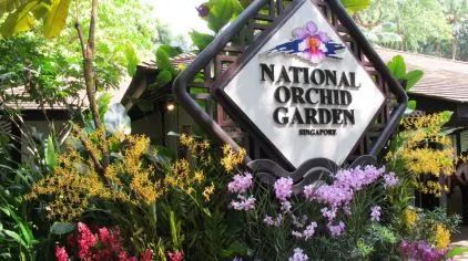 新加坡圣淘沙鱼尾狮为什么拆除,新加坡鱼尾狮为什么修二个月