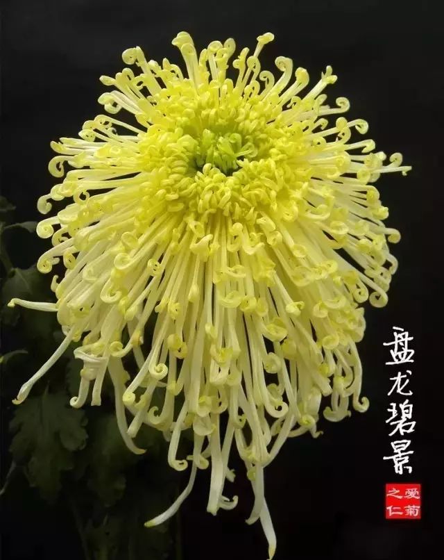 80种最美菊花高清图片,最具欣赏价值的菊花