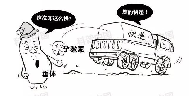 正经科普！避孕药在体内究竟经历了什么…