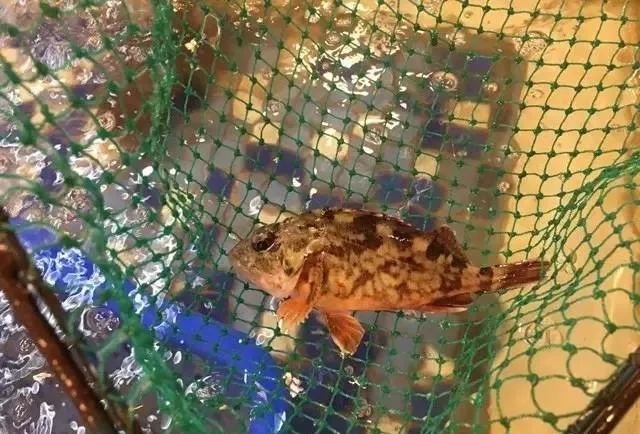 海鲜市场纯天然的7种鱼,水产市场什么鱼可以回家养