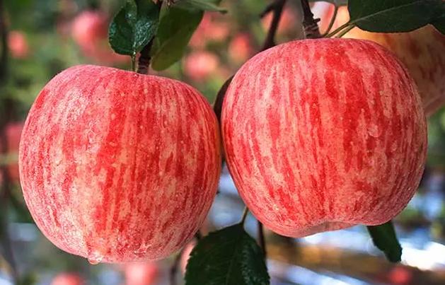 苹果甜不甜记住这几点就行,判断苹果甜不甜的方法