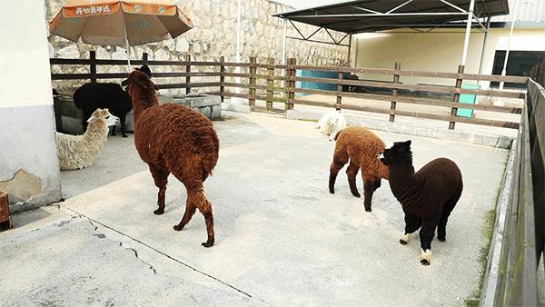柏乐园附近美食,柏乐园有没有美食