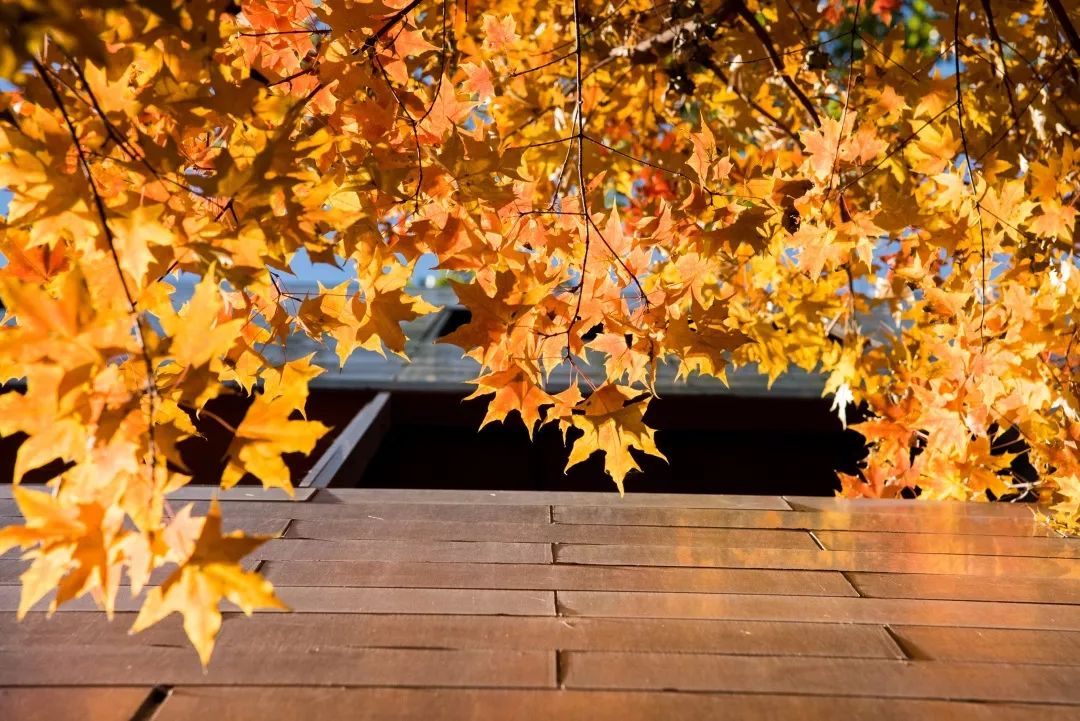 中国人民大学新消息,中国人民大学消息