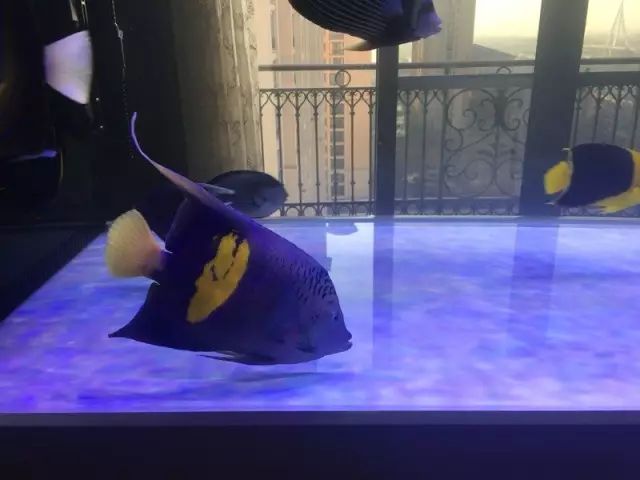 fot多大缸,fot高缸