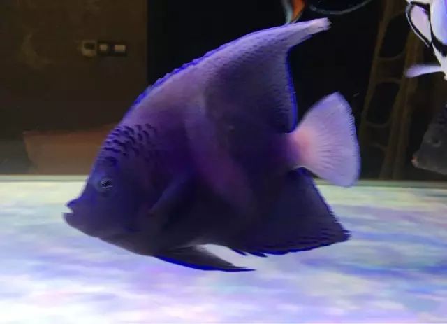 fot多大缸,fot高缸