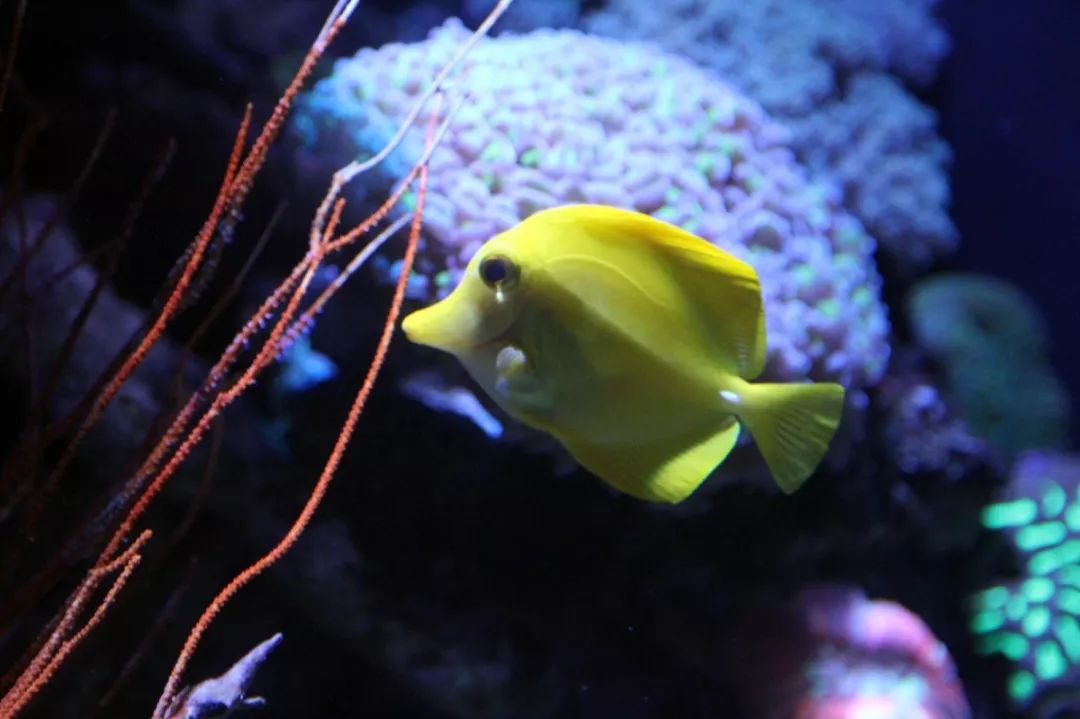 鱼撞脸的搞笑瞬间,鱼撞脸视频大全