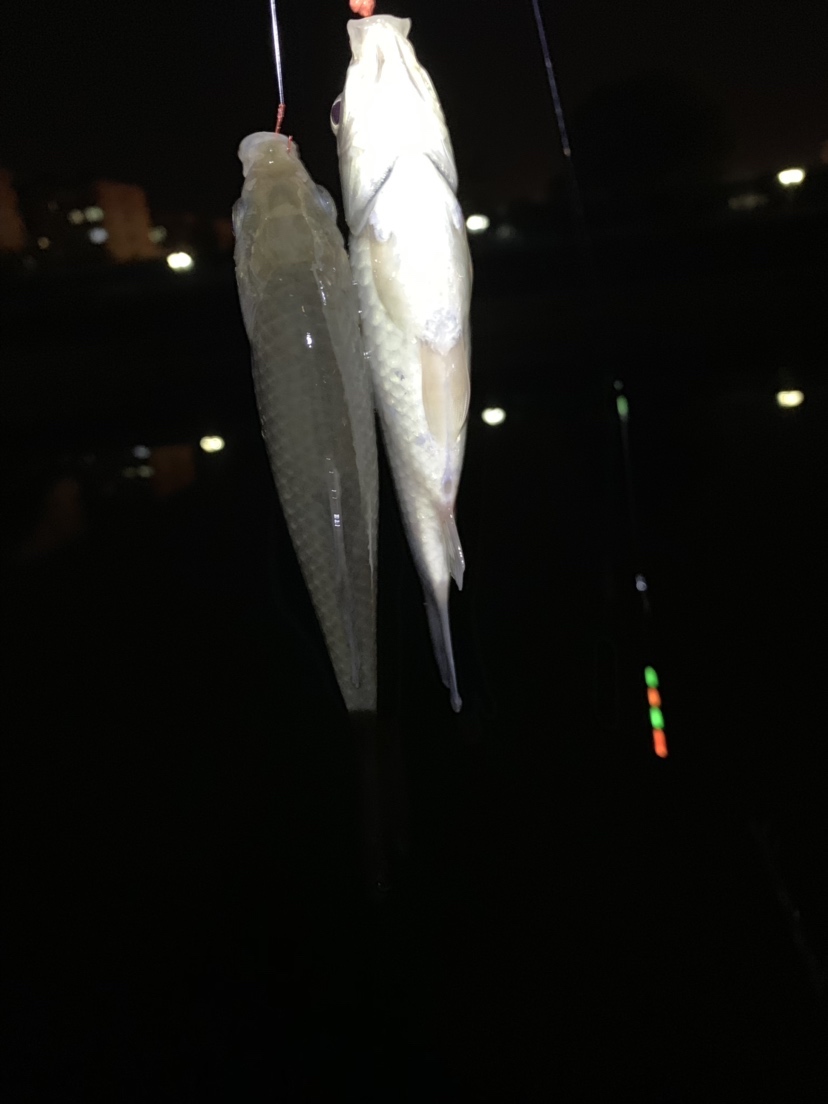 新竿开光有什么讲究,新竿开光爆护