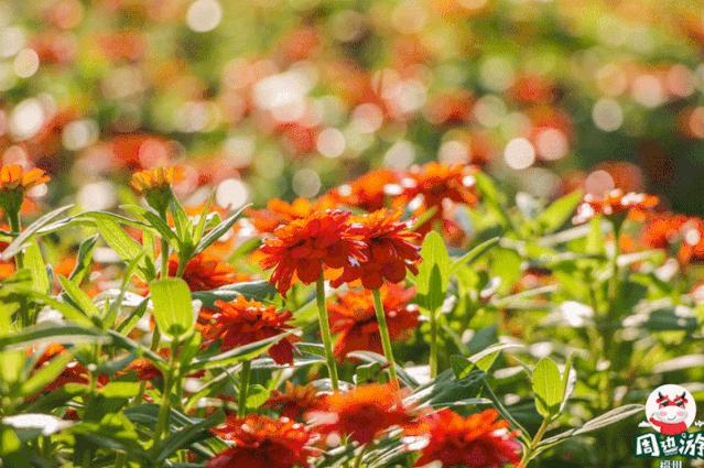 福州周边赏花自驾游,福州十大赏花好去处