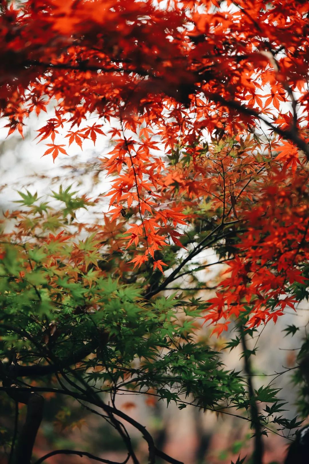 今天寒露具体时间,2019寒露开始时间