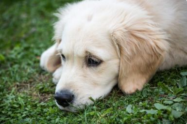 狗得老年痴呆症是什么症状,老年犬常见疾病和治疗