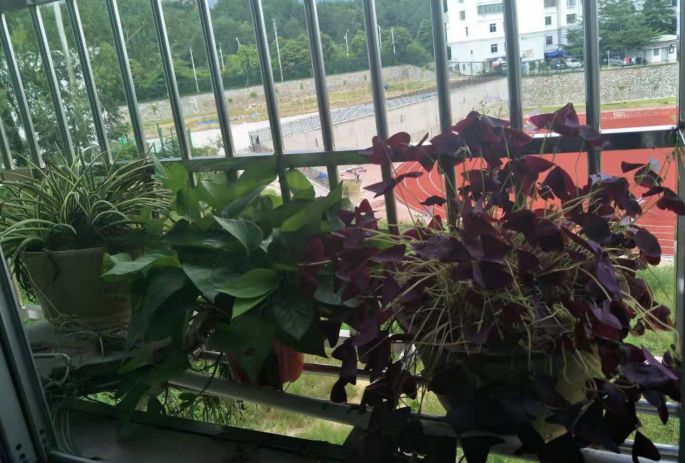 白沙绿色家庭,白沙绿色家园