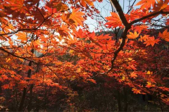 赏红叶地方,赏红叶最佳旅游地