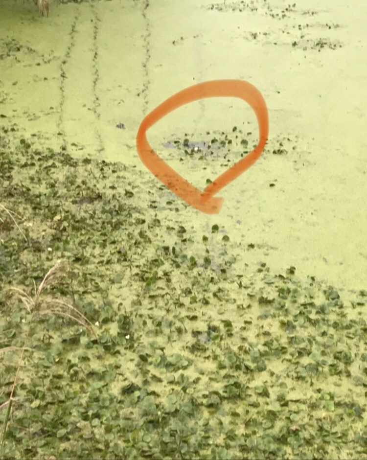 路亚打黑2022年视频,路亚打黑第一条鱼