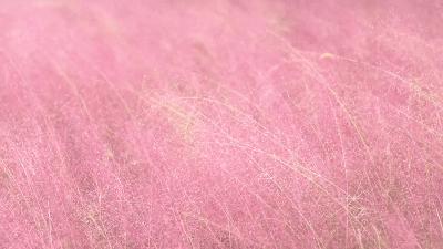 粉黛乱子草网红打卡地成都免费,美到炸网红粉黛乱子草就在双流