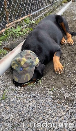 罗威纳挖洞,罗威纳总是挖洞是怎么回事