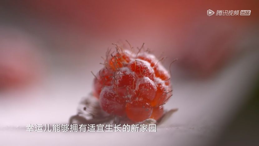 年轻女性用户达70%，纪录片也开始追求“女人缘”？