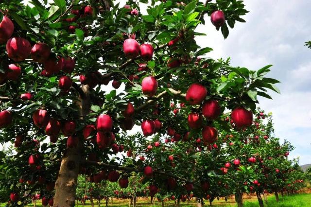 「中央媒体看甘肃」苹果丰收却销售不畅，省委书记为甘肃苹果代言