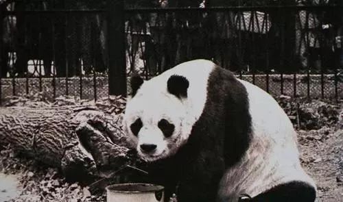 大熊猫是怎么当上国宝的,封王之路简介