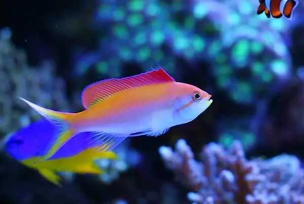 这是人家十年前的缸？我这些年瞎玩了……