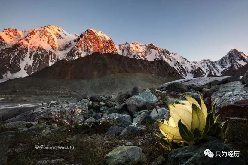 博格达雪莲,博格达天山雪莲