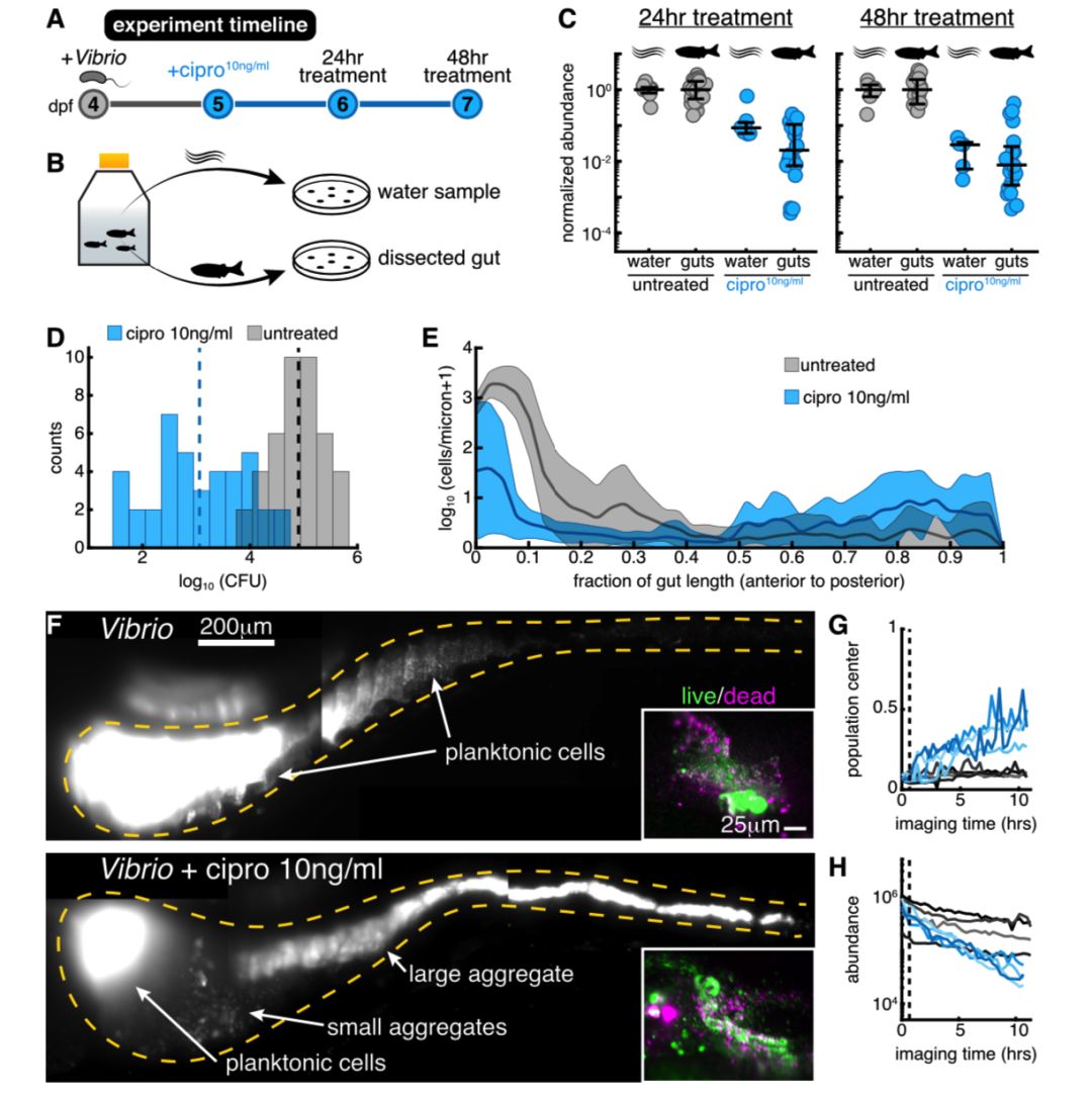 10月,33篇必读微生物研究:癌症、微生物药物、脑肠轴、皮肤-肠道轴、共生病毒、阴道微生物、菌群免疫互作、肠道黏液、粪菌移植