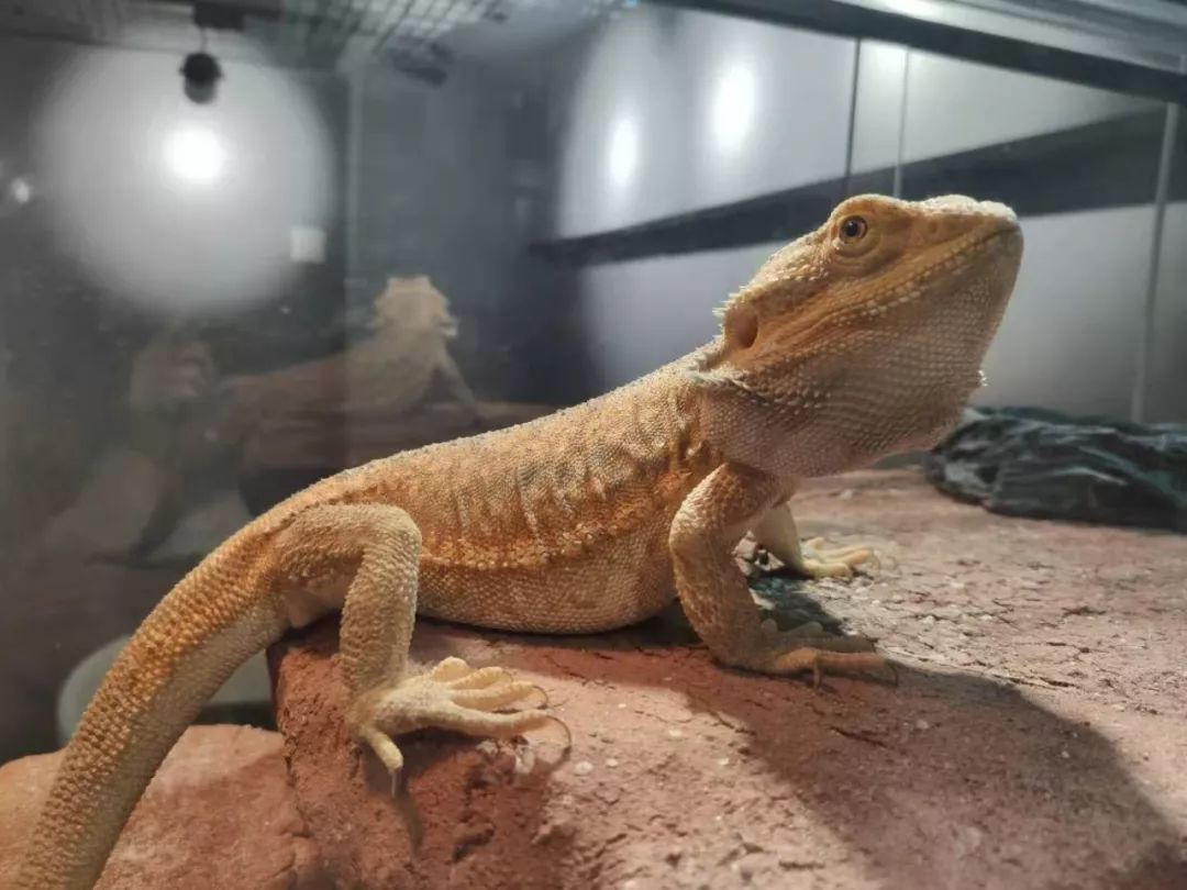 冲突与调和,新晋网红街区望平坊的素颜时光|城市觅食