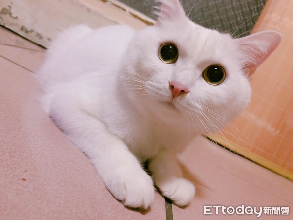 喵见天气转凉　贴心帮奴才把黑T变白毛衣