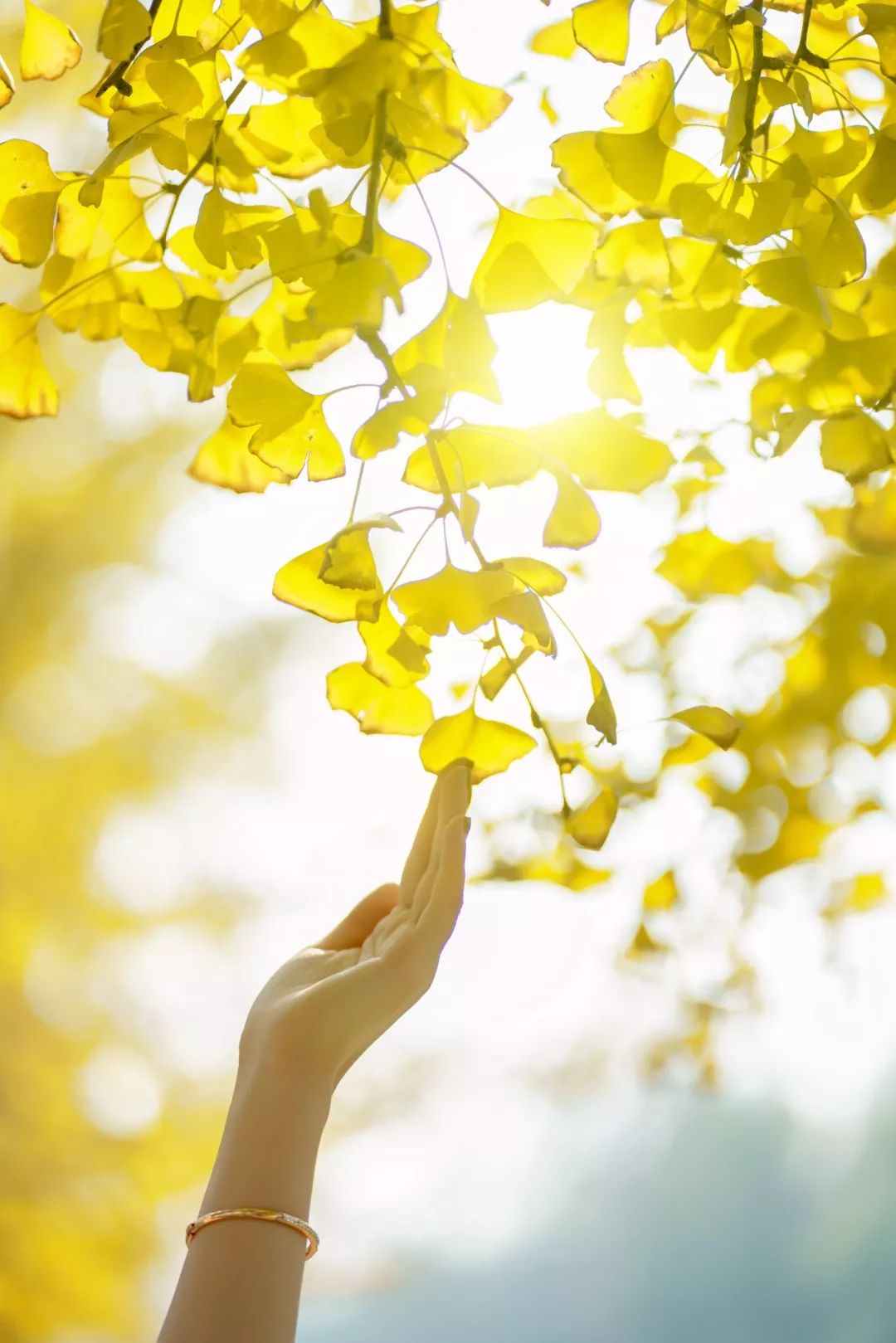 粉黛乱子草网红打卡地成都免费,美到炸网红粉黛乱子草就在双流