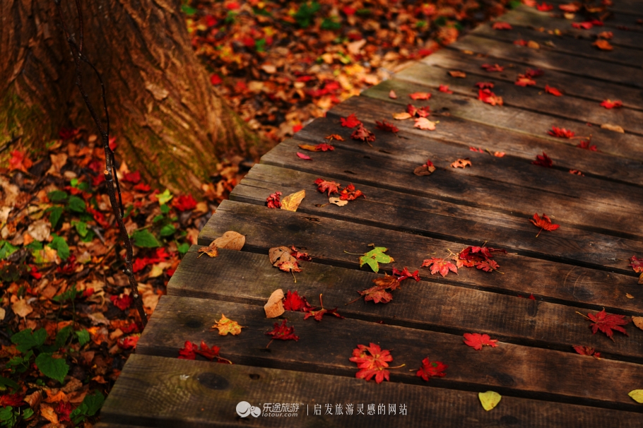 落英缤纷的是叶子还是凄美？