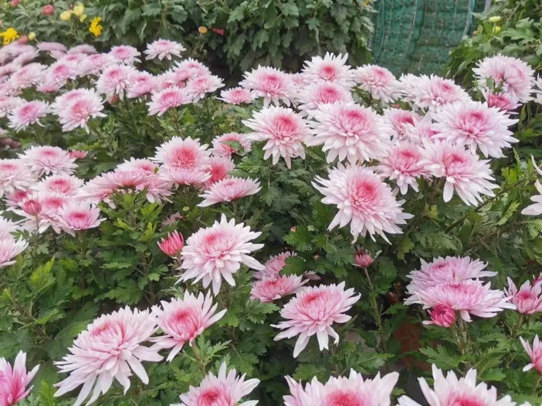 黄石赏菊,黄石哪里可以赏菊