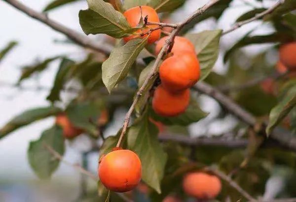 小心这张纸丢了驾照无效！上海公布首批50家便利早餐示范店！申工社商城今12点秒杀董酒！