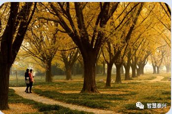 泰兴50个项目,泰兴2024重大工业项目一览表