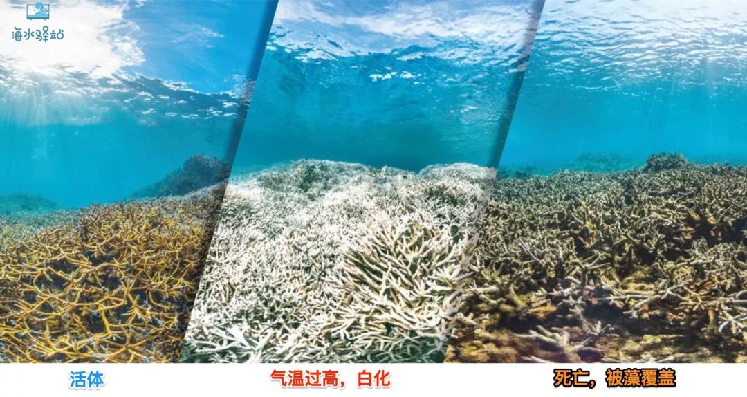 鱼缸用什么样的冷水机比较好,海水鱼缸冷水机哪个牌子的好