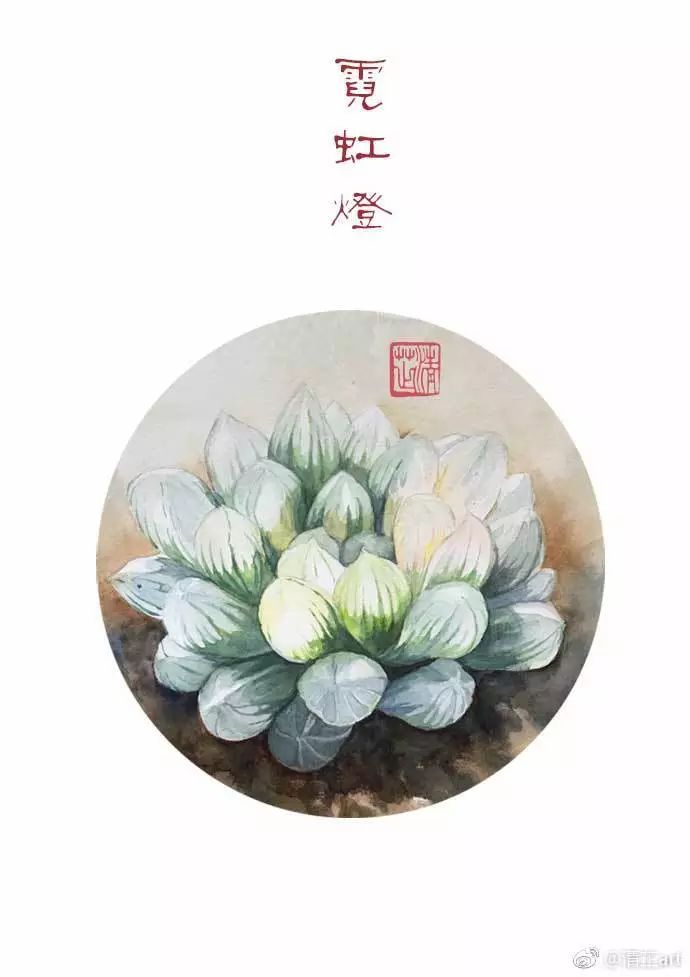 什么多肉不需要太强的光照,光照不足也能养的多肉