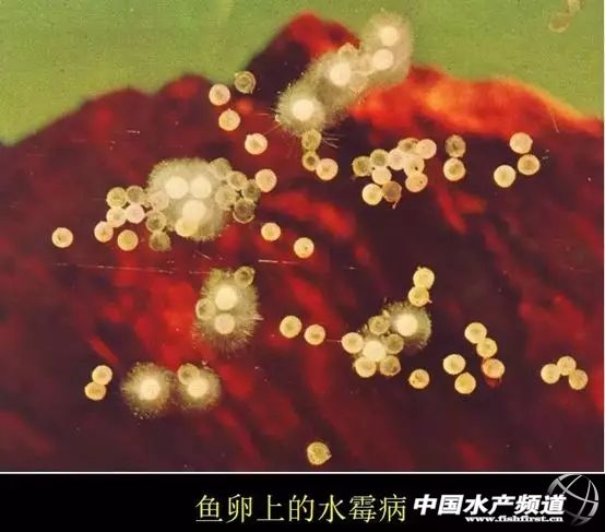 水霉病怎么去预防,预防水霉病最好的办法