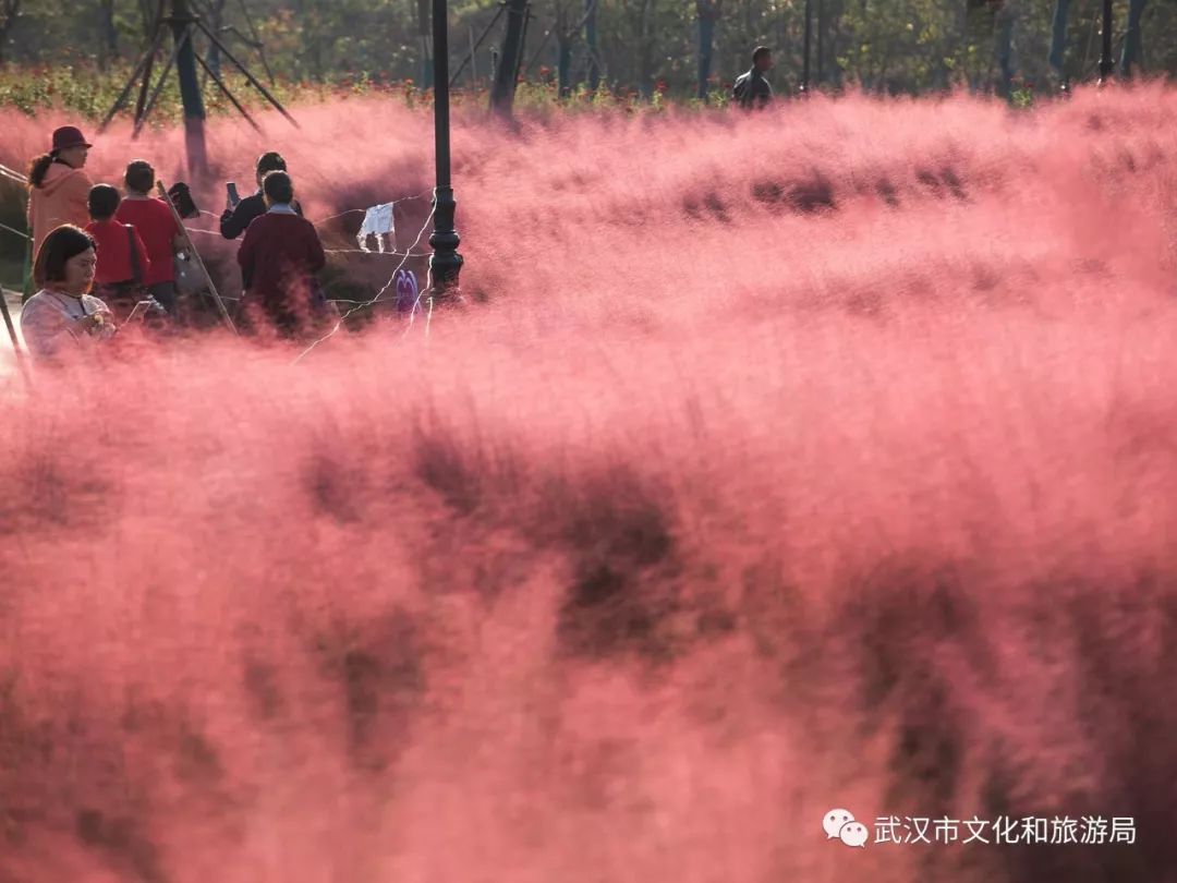 所有女生！江滩“上新”了秋游好去处