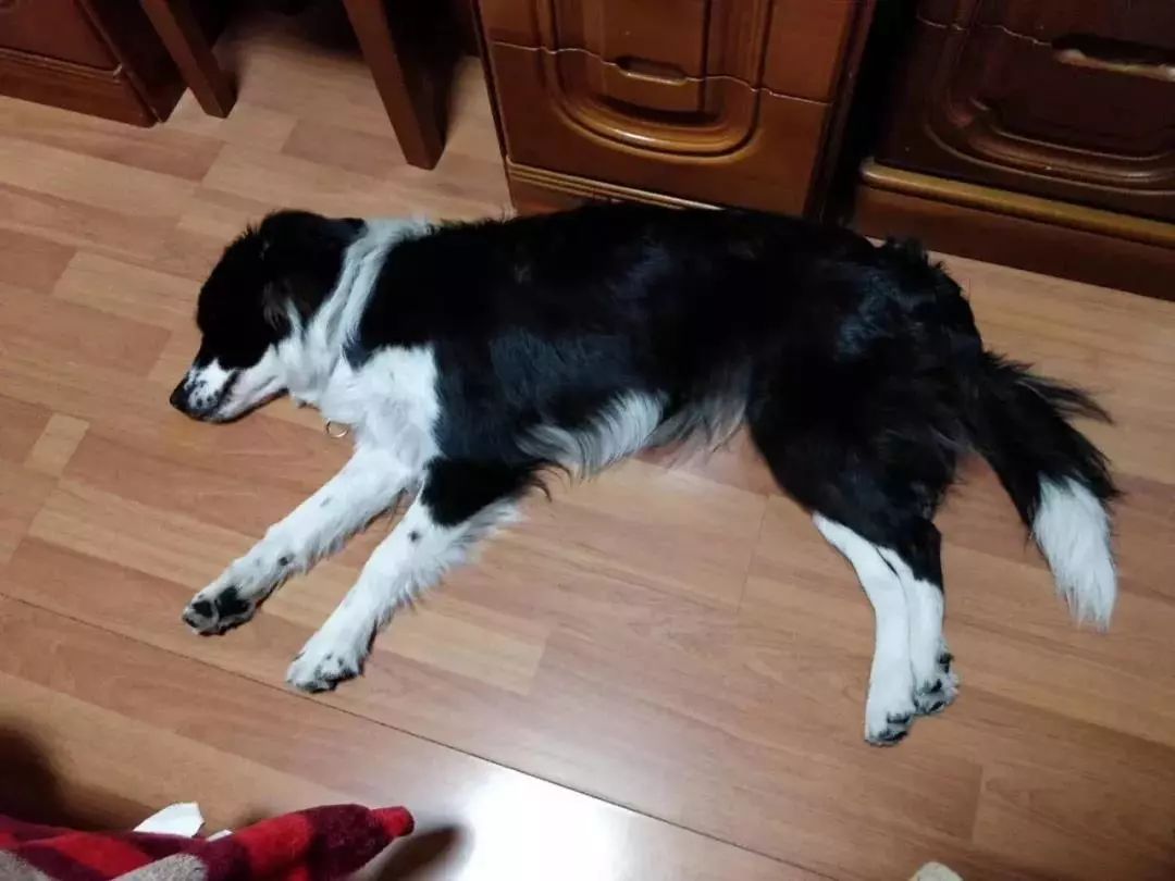 贵阳给狗狗办身份证,老狗办理电子犬证