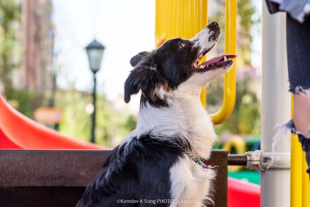 贵阳给狗狗办身份证,老狗办理电子犬证