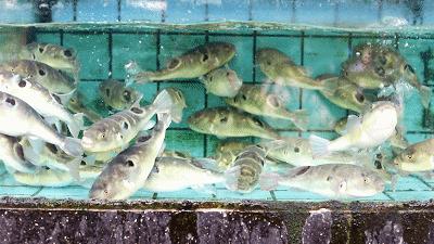 嚟度，可能系顺德桑拿种类最多嘅地方！鸵鸟都唔放过！真够呛