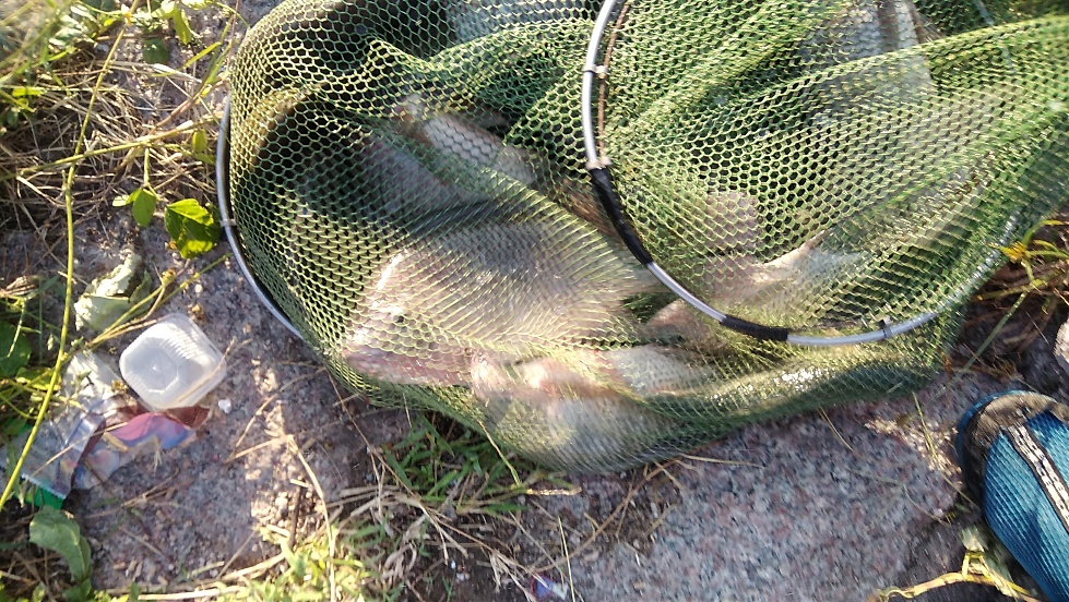 带友渔乐记渔获20斤,钓鱼不能*欢偷**